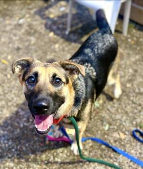 Violet -  German Shepherd Dog Dog for Adoption in Austintown, Ohio - Violet | PetCurious