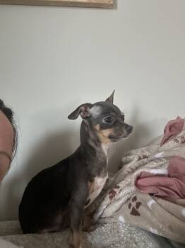 Rescue Chihuahua Dogs for Adoption - Cherish | PetCurious