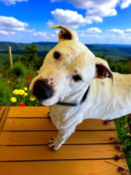 Rescue Labrador Retriever Dogs for Adoption in Elizabethtown, Pennsylvania - Cloud | PetCurious