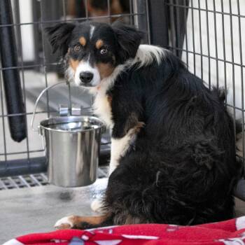 Branson (JN26-36) -  Australian Shepherd Dog for Adoption in Peyton, Colorado - Branson (JN26-36) | PetCurious