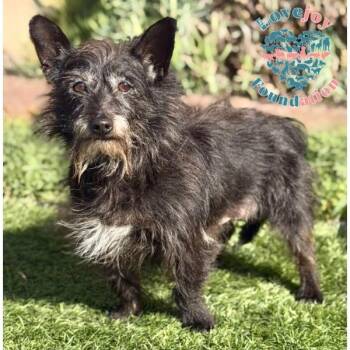 Terrier Dogs Available for Adoption - Otis COH | PetCurious