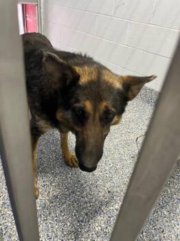 German Shepherd Dog Dogs Available for Adoption in Angola, Indiana - Bella | PetCurious