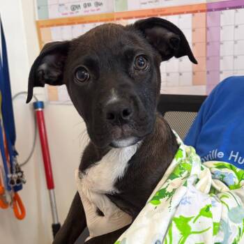 Rocky Road -  Border Collie and Labrador Retriever Dog for Adoption in Nashville, Tennessee - Rocky Road | PetCurious