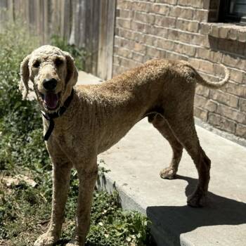 Standard Poodle Dogs Available for Adoption in Boise, Idaho - Bear | PetCurious
