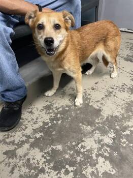 HACHI -  Chow Chow and Mixed Breed Dog for Adoption in Tallahassee, Florida - HACHI | PetCurious