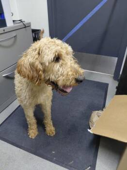 Calvin -  Labradoodle Dog for Adoption in Tulare, California - Calvin | PetCurious