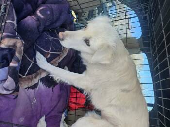 Great Pyrenees Dogs Available for Adoption in Nucla, Colorado - Venus | PetCurious