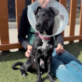 Black Labrador Retriever Dogs Available for Adoption - Lala A2252792 | PetCurious