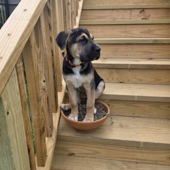 Rosco -  Shar Pei and Bloodhound Dog for Adoption in Pensacola, Florida - Rosco | PetCurious