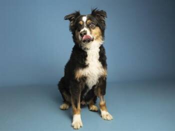 LUCI -  Australian Shepherd Dog for Adoption in Phoenix, Arizona - LUCI | PetCurious