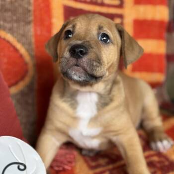 Justice Pup - Chamber -  Labrador Retriever and Terrier Dog for Adoption in San Diego, California - Justice Pup - Chamber | PetCurious