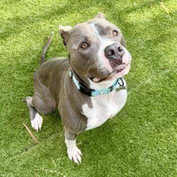 Hailo -  American Staffordshire Terrier and Mixed Breed Dog for Adoption in Houston, Texas - Hailo | PetCurious