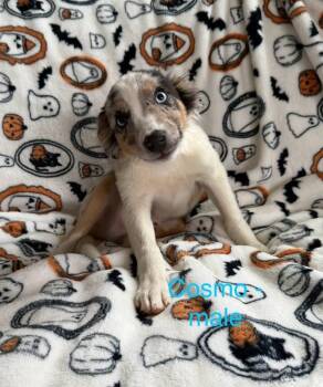 Cosmo -  Australian Shepherd Dog for Adoption in Cheektowaga, New York - Cosmo | PetCurious