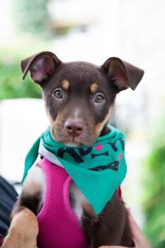 Jessie -  Mixed Breed Dog for Adoption in Franklin, Tennessee - Jessie | PetCurious