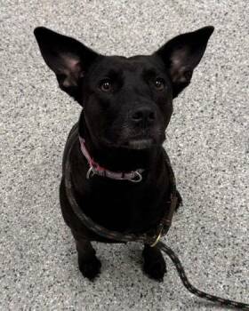 Fern Gully -  Mixed Breed Dog for Adoption in Kansas City, Missouri - Fern Gully | PetCurious