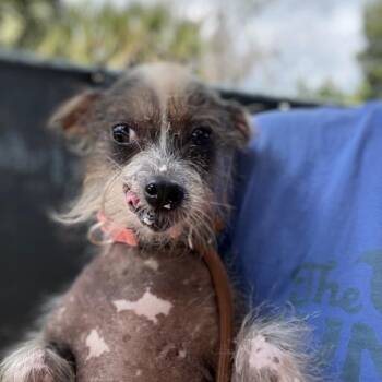 Chinese Crested Dog Dogs Available for Adoption - Coco | PetCurious