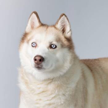 Sugar -  Mixed Breed Dog for Adoption in Dearborn, Michigan - Sugar | PetCurious