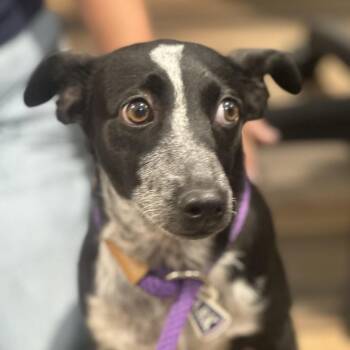 Thumbelina -  Australian Cattle Dog Blue Heeler and Mixed Breed Dog for Adoption in Reno, Nevada - Thumbelina | PetCurious