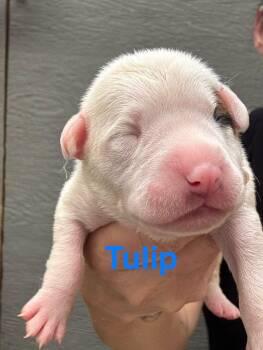 American Staffordshire Terrier Dogs Available for Adoption - Lilly