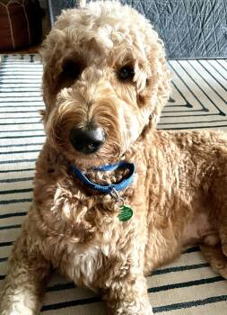 Murphy -  Goldendoodle Dog for Adoption - Murphy | PetCurious