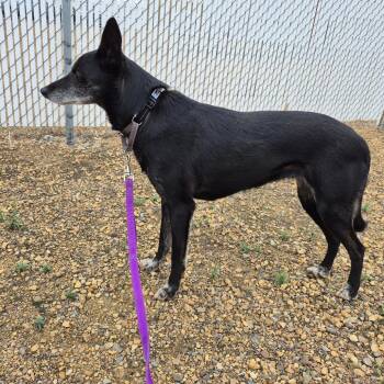 Jupiter -  Husky and Whippet Dog for Adoption in Drumheller, Alberta - Jupiter | PetCurious