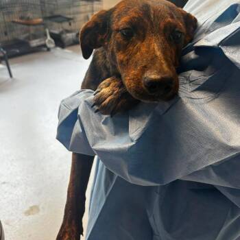 Billy -  Mixed Breed Dog for Adoption in Huntington, West Virginia - Billy | PetCurious