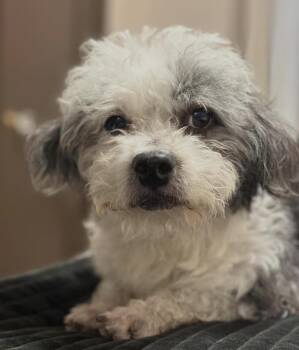 Gimli -  Shih Tzu and Poodle Dog for Adoption in Pasadena, California - Gimli | PetCurious