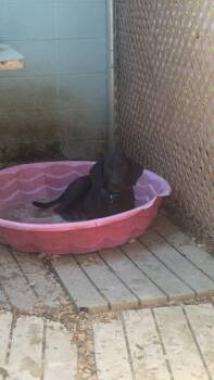 Inky -  Labrador Retriever and Mixed Breed Dog for Adoption in Morton Grove, Illinois - Inky | PetCurious