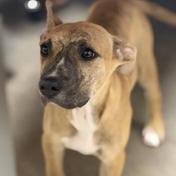 Mixed Breed Dogs Available for Adoption in Midland, Texas - Fancy | PetCurious