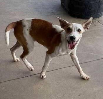 Red bull -  Terrier and Mixed Breed Dog for Adoption in Lampasas, Texas - Red Bull | PetCurious