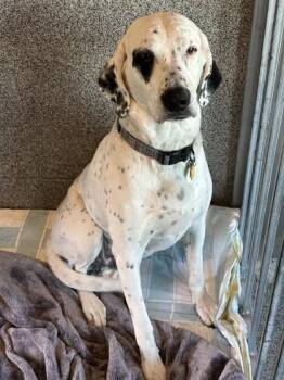 Coonhound Dogs Available for Adoption in Hamilton, Montana - Theo | PetCurious