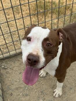 Rescue Pit Bull Terrier and Mixed Breed Dogs for Adoption in Madera, California - Cami | PetCurious