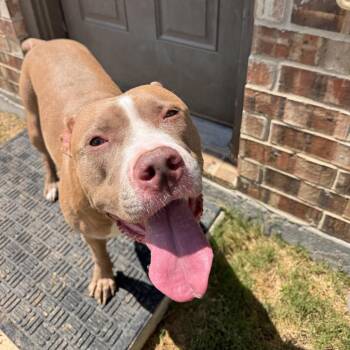 Sydnee -  Pit Bull Terrier Dog for Adoption in Dallas, Texas - Sydnee | PetCurious