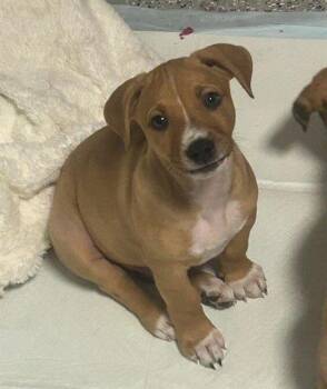 German Shepherd Dog and Mixed Breed Dogs Available for Adoption in Chula Vista, California - JACK | PetCurious