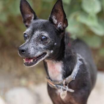 Uma/Nina -  Chihuahua and Mixed Breed Dog for Adoption in Palm Springs, California - Uma/Nina | PetCurious