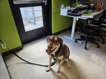 CASSIE -  German Shepherd Dog and Mixed Breed Dog for Adoption in Kent, Washington - CASSIE | PetCurious