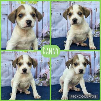 Australian Cattle Dog Blue Heeler Dogs Available for Adoption - Danny | PetCurious
