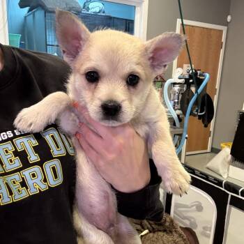Chihuahua and Terrier Dogs Available for Adoption in Bend, Oregon - Snickers | PetCurious