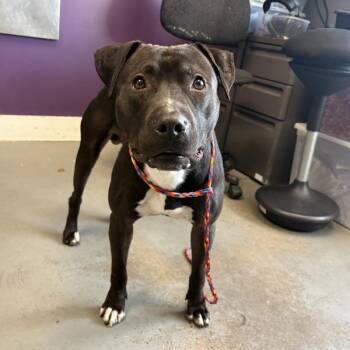 *Pochi* -  Pit Bull Terrier Dog Available for Adoption in Salt Lake City, Utah - *Pochi* | PetCurious