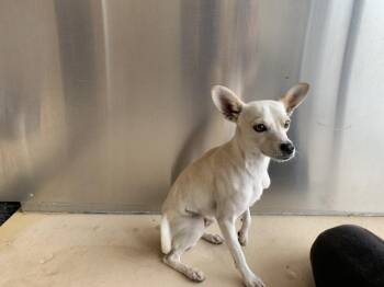A1938707 -  Chihuahua and Mixed Breed Dog for Adoption in Thousand Palms, California - A1938707 | PetCurious