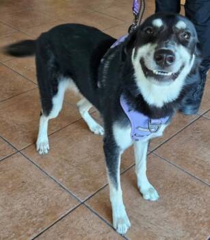 Rescue German Shepherd Dog Dogs for Adoption in Haslet, Texas - Bella | PetCurious