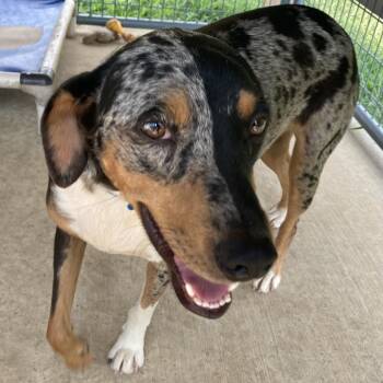 Rocky -  Australian Cattle Dog Blue Heeler and Mixed Breed Dog for Adoption in Buffalo, Minnesota - Rocky | PetCurious