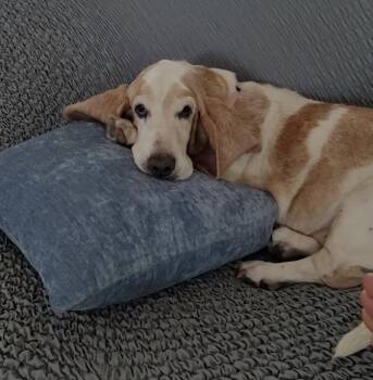Grace -  Basset Hound Dog for Adoption in Auburndale, Florida - Grace | PetCurious