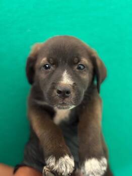 A255585 -  Border Collie and Pit Bull Terrier Dog for Adoption in Visalia, California - A255585 | PetCurious