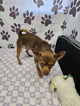 Chihuahua Dogs Available for Adoption in Metairie, Louisiana - Downman | PetCurious
