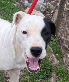 American Bulldog Dogs Available for Adoption - Gus Gingerbread | PetCurious