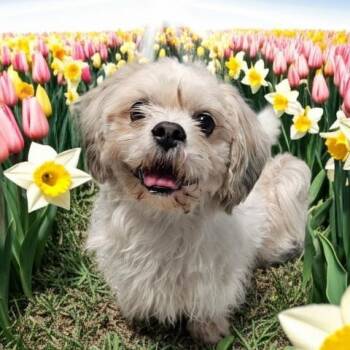 Shih Tzu and Lhasa Apso Dogs Available for Adoption - SALVADORE | PetCurious