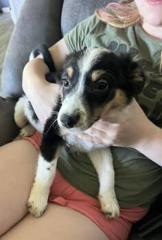 Australian Shepherd and Australian Cattle Dog Blue Heeler Dogs Available for Adoption in West Peoria, Illinois - Mookiee | PetCurious