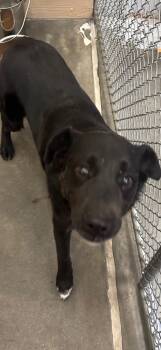 Rescue Australian Shepherd and Mixed Breed Dogs for Adoption in Green River, Wyoming - Raz | PetCurious