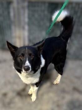 Shetland Sheepdog Sheltie and Karelian Bear Dog Dogs Available for Adoption - Johnny Ringo | PetCurious
